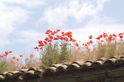 poppies on roof16